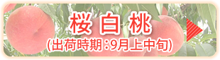 桜白桃