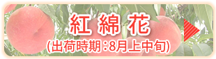 紅綿香
